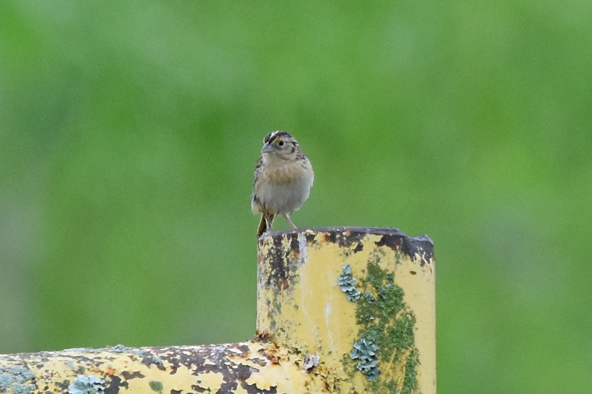 Grasshopper Sparrow - Robin Nation