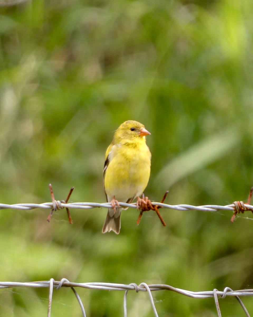 American Goldfinch - ML619571697