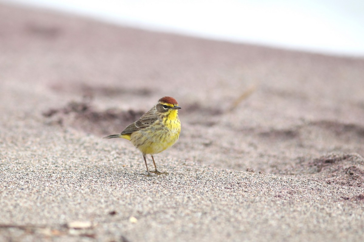 Palm Warbler - Max Segler