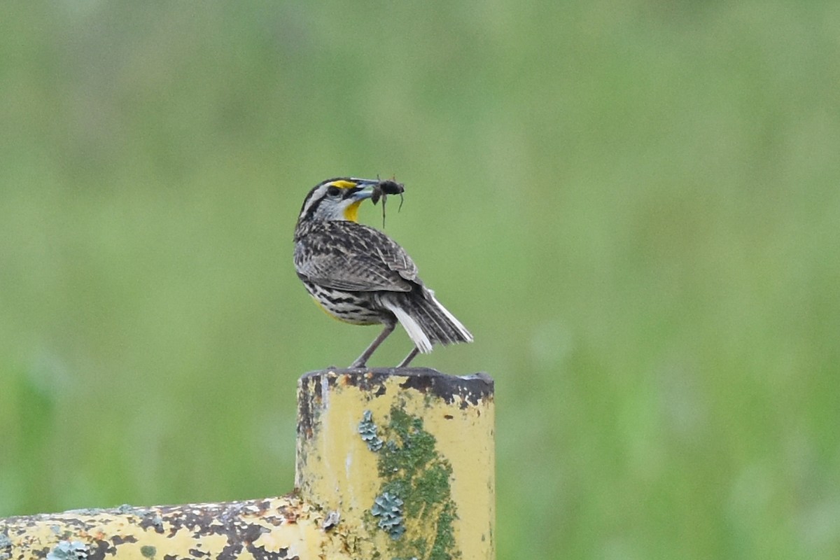 Eastern Meadowlark - Robin Nation