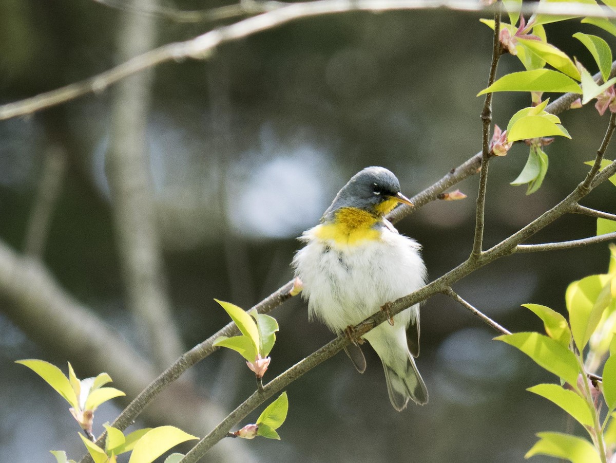 Northern Parula - Livia .