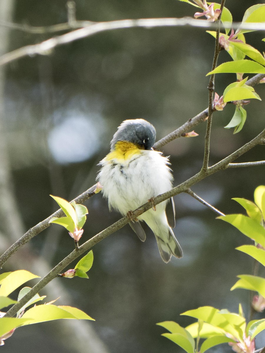 Northern Parula - Livia .