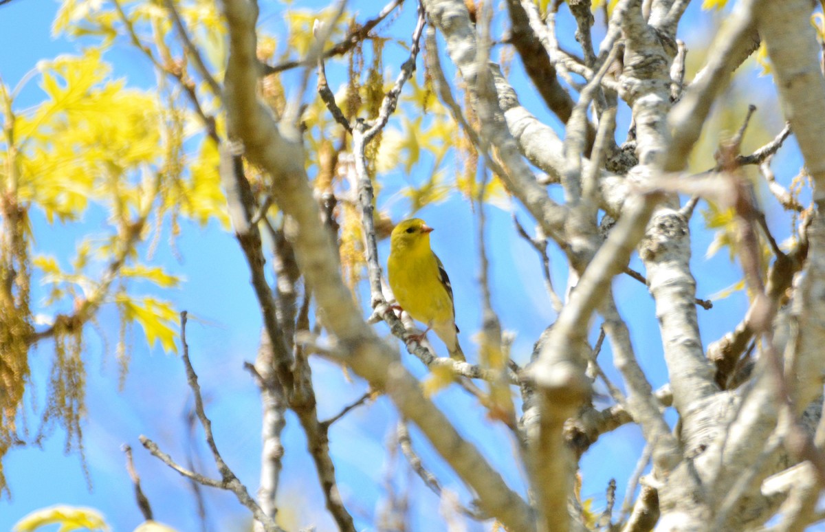 American Goldfinch - Janette Vohs