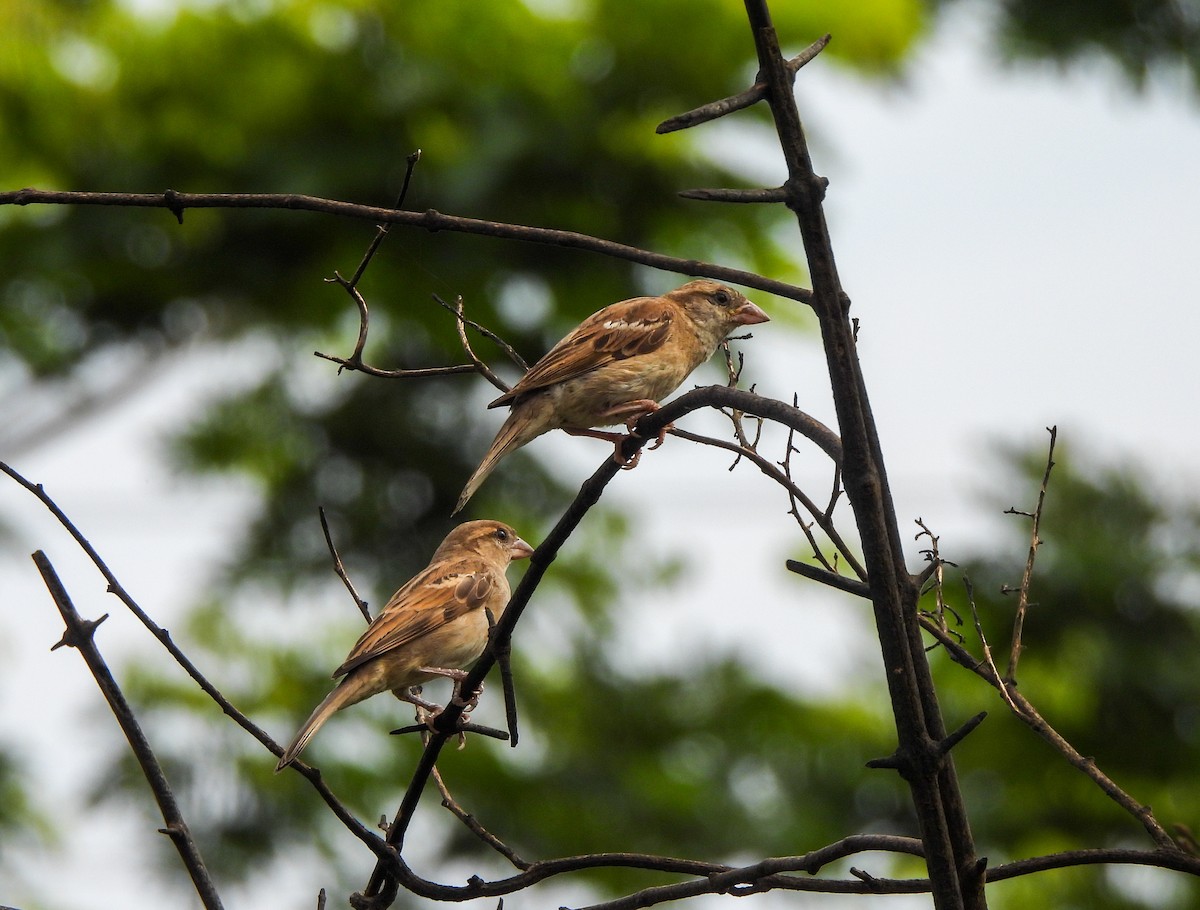 House Sparrow - Shree Raksha