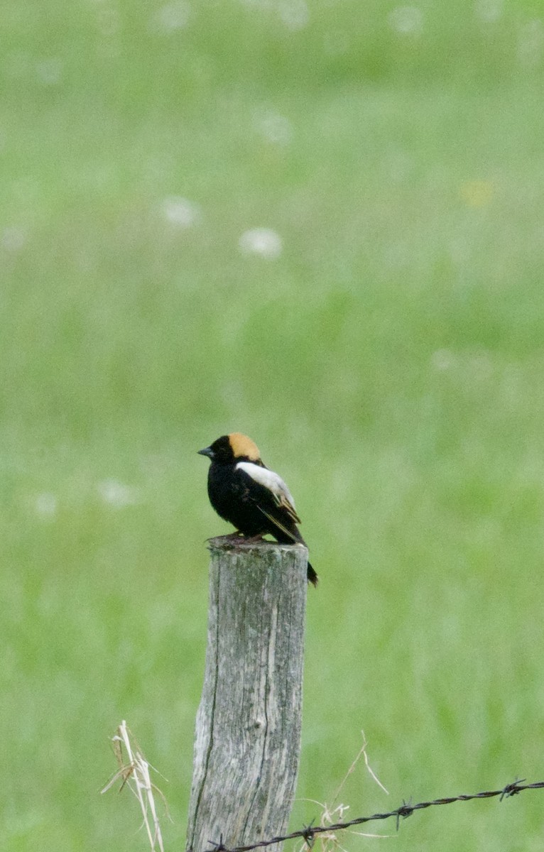 Bobolink - Jocelyn Lavoie