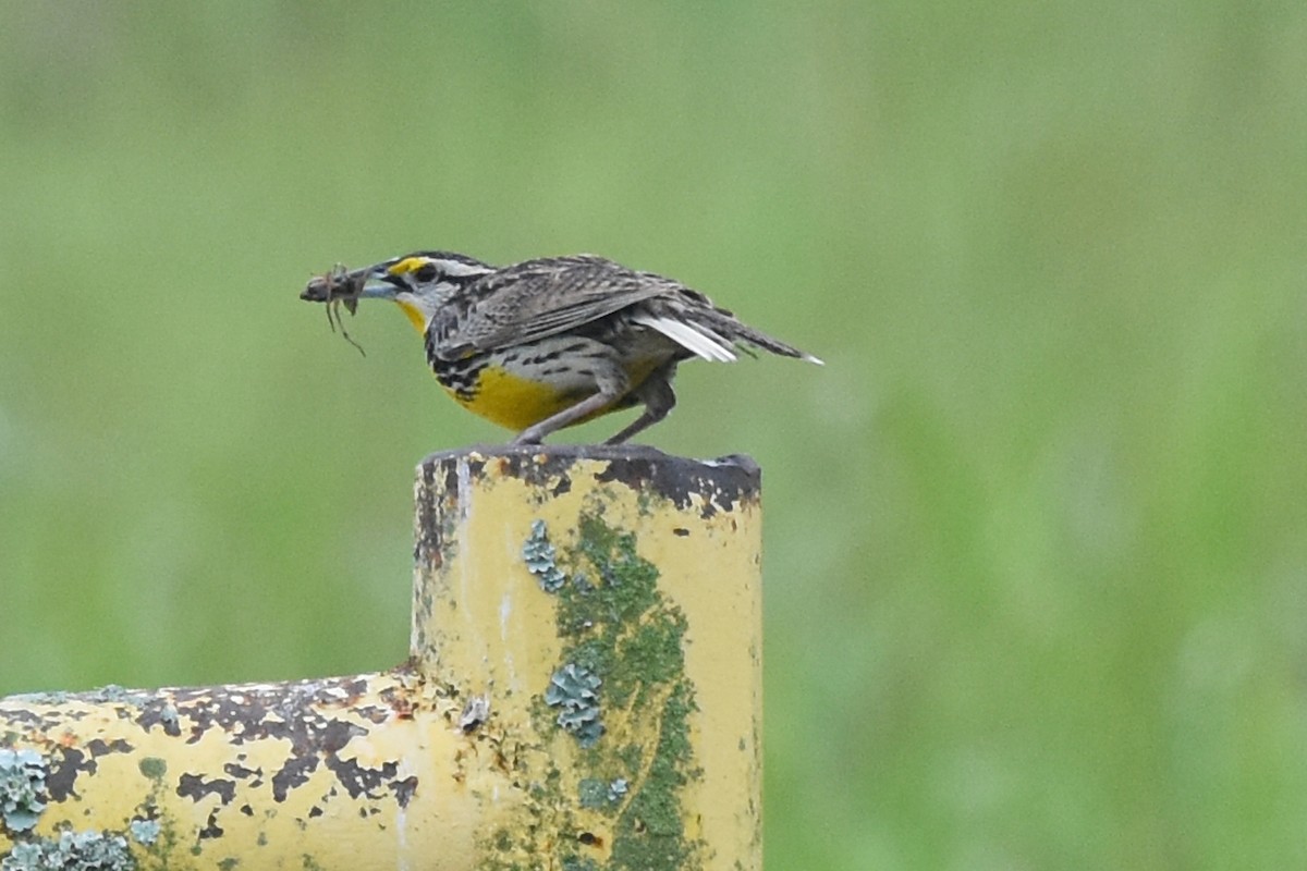 Eastern Meadowlark - Robin Nation