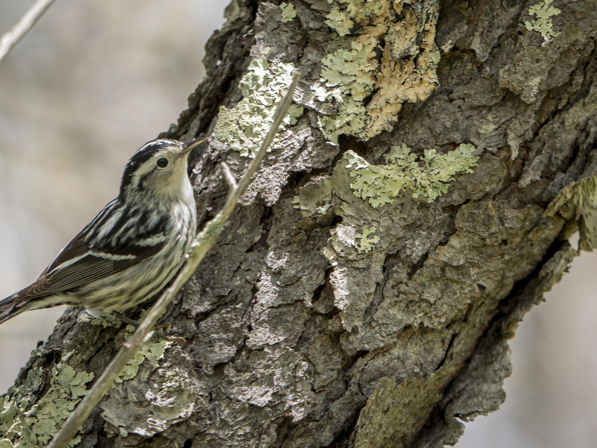 Black-and-white Warbler - Livia .