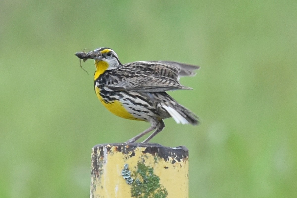 Eastern Meadowlark - Robin Nation