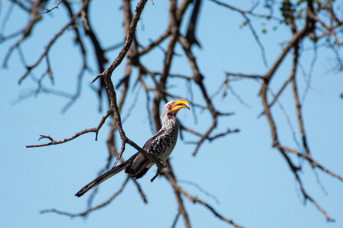 Southern Yellow-billed Hornbill - ML619571733