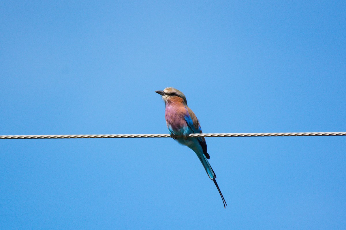 Lilac-breasted Roller - Nico Visser