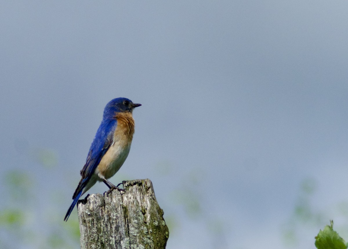 Eastern Bluebird - Jocelyn Lavoie