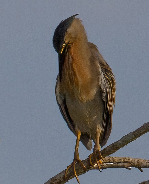 Striated Heron - José Martín
