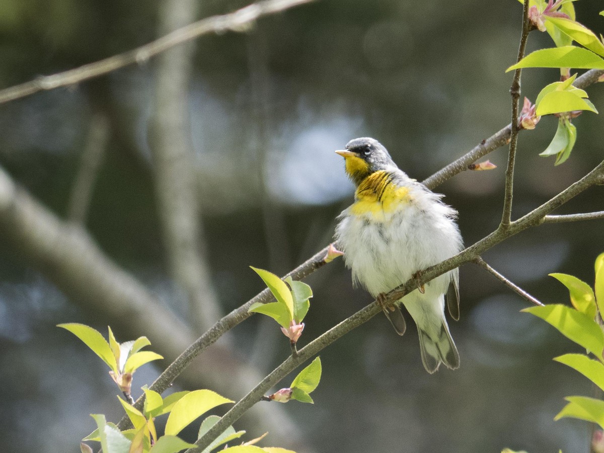 Northern Parula - Livia .