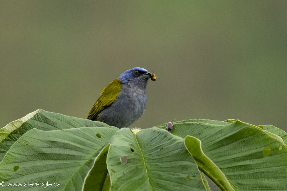 Blue-capped Tanager - Steve Ogle