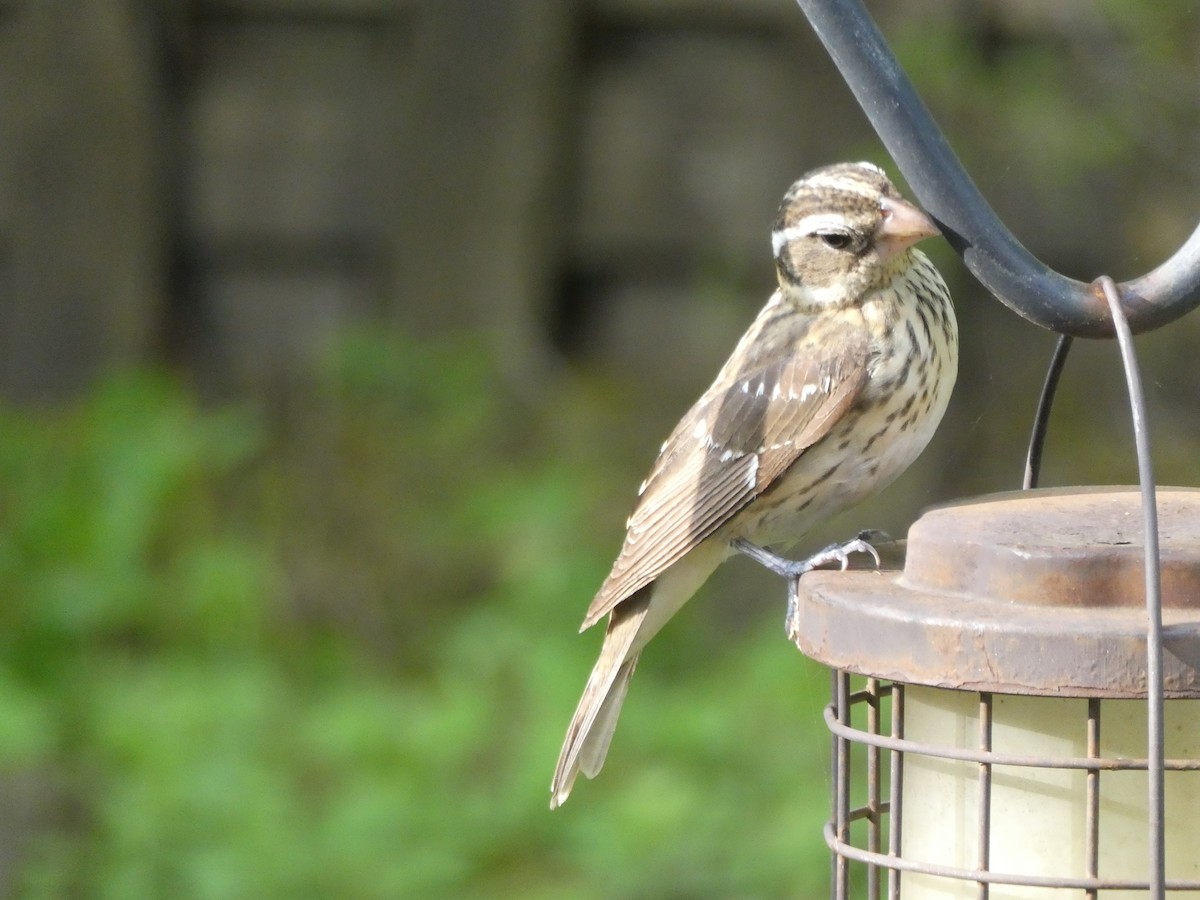 Rose-breasted Grosbeak - Daniel Alain Dagenais