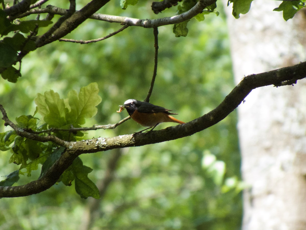 Common Redstart - Alex Westenberger