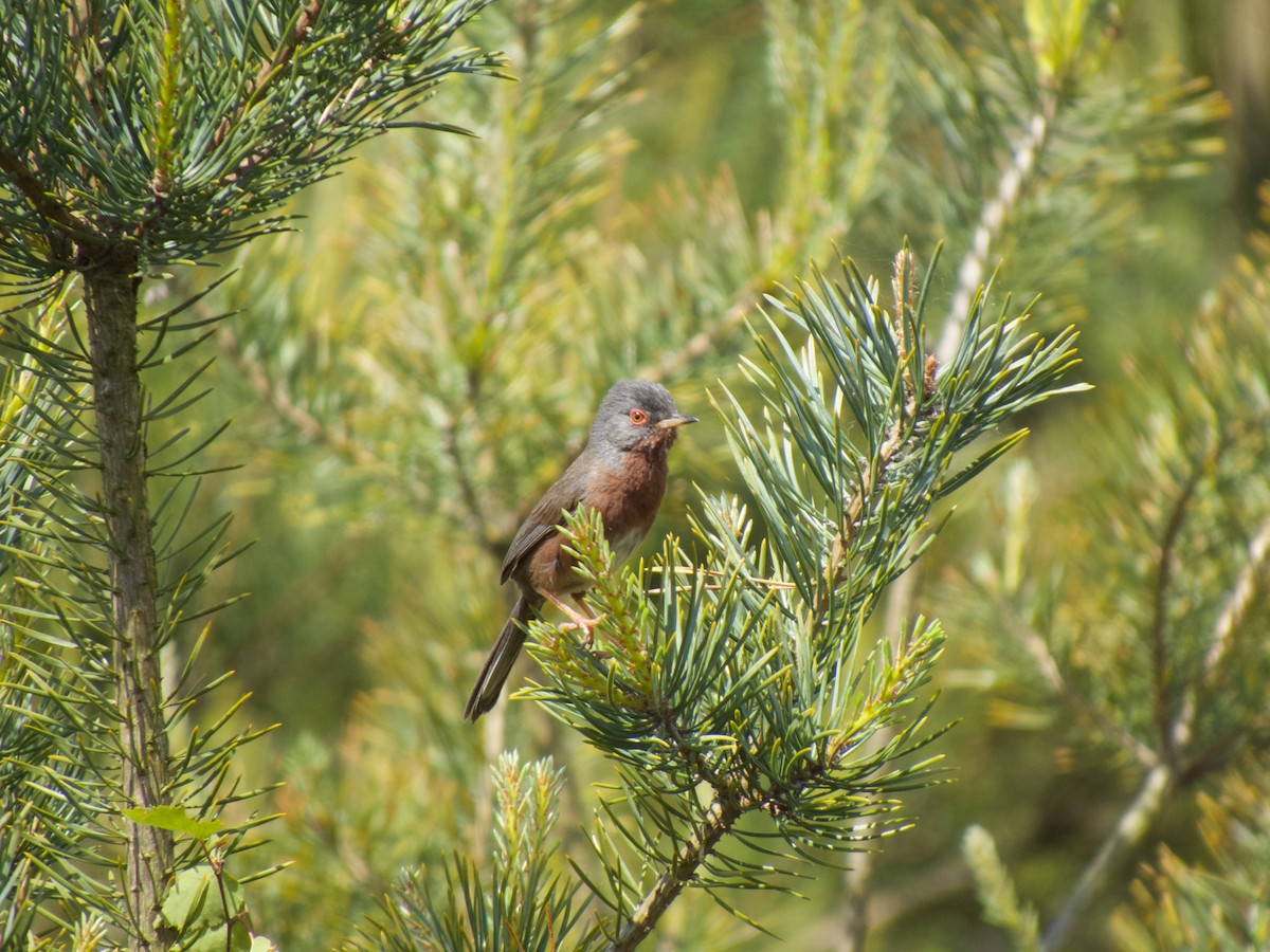 Dartford Warbler - Alex Westenberger