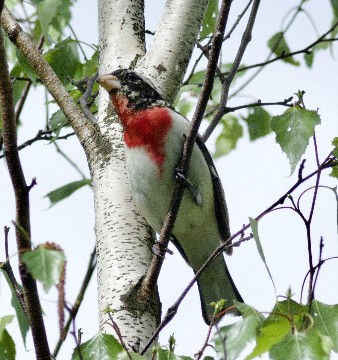 Rose-breasted Grosbeak - Jocelyn Lavoie