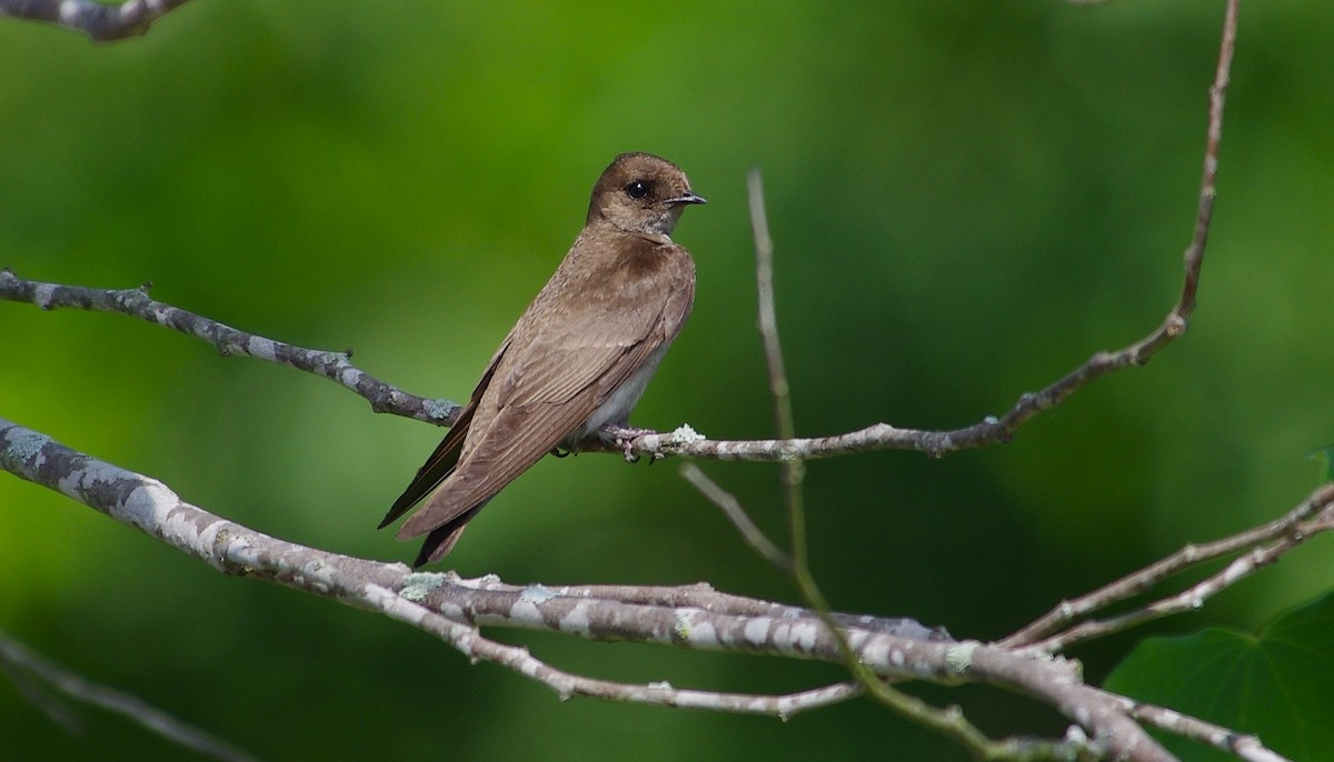 Northern Rough-winged Swallow - chuck gehringer