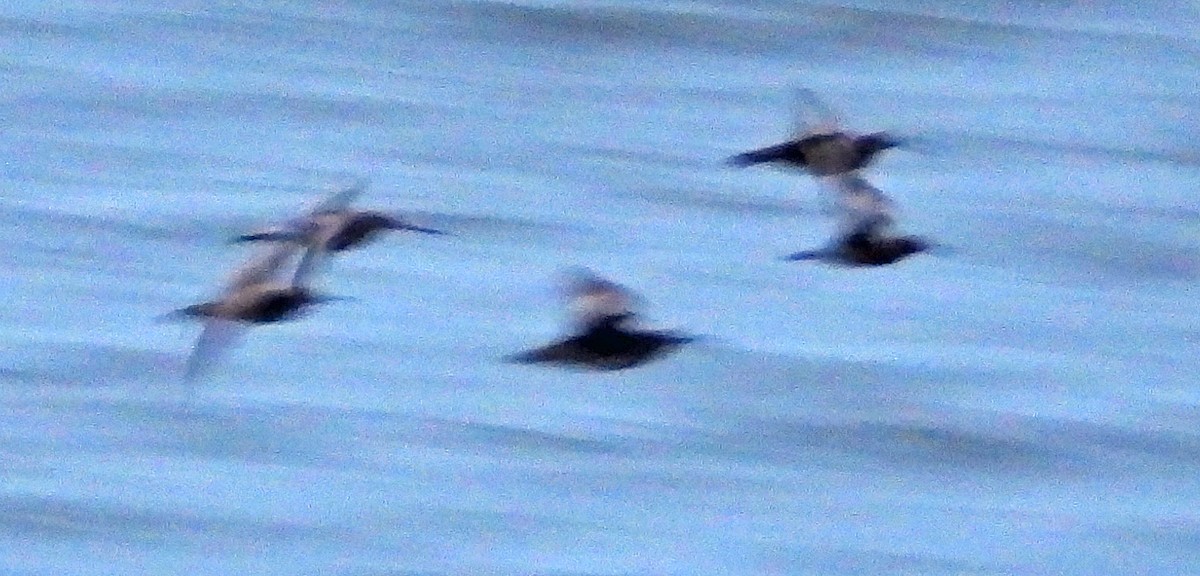 Bar-tailed Godwit - Jock McCracken