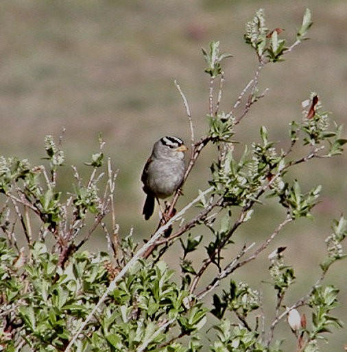 White-crowned Sparrow - Doug Wassmer