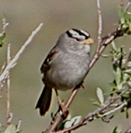 White-crowned Sparrow - Doug Wassmer