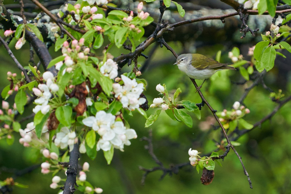 Tennessee Warbler - Dominique Genna