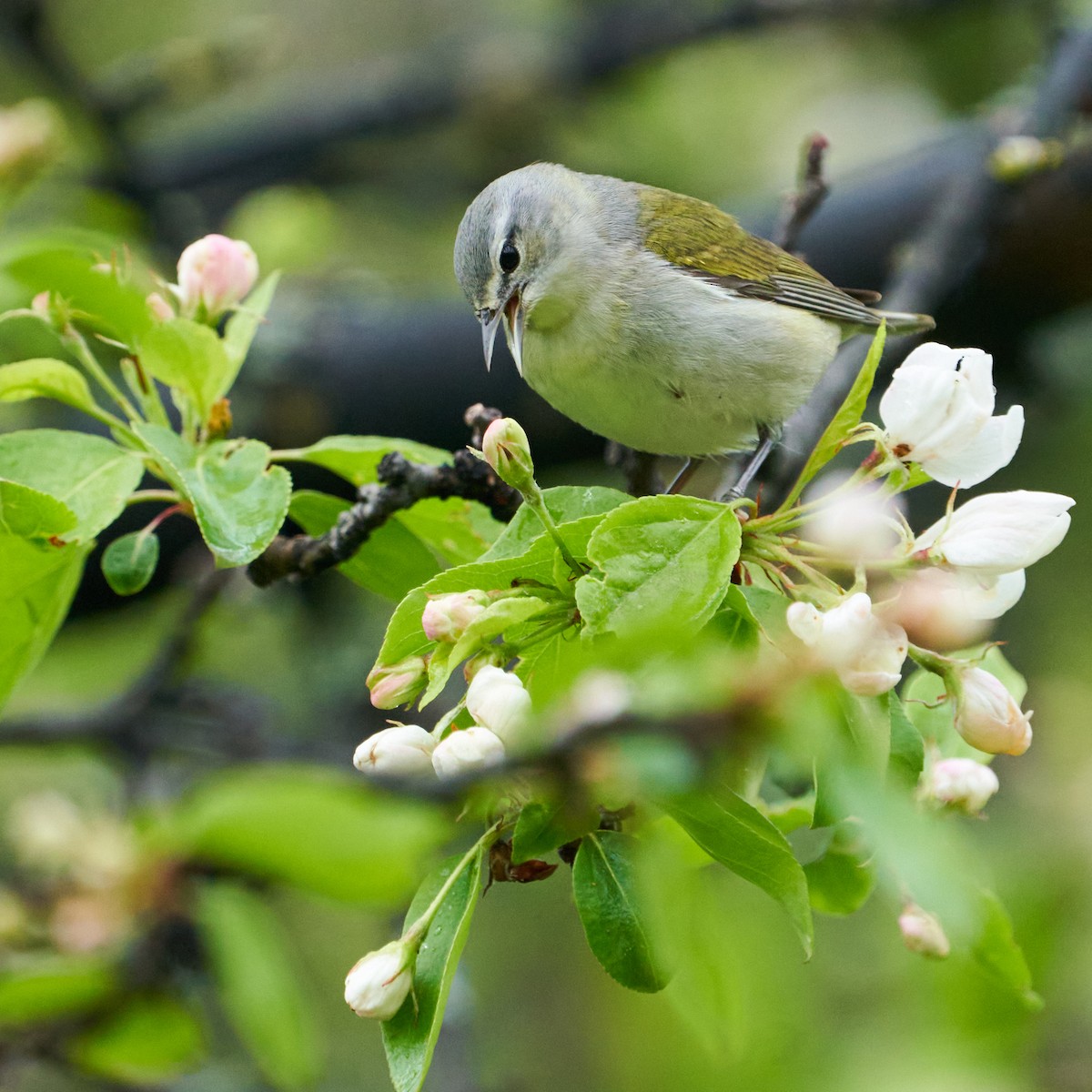 Tennessee Warbler - Dominique Genna