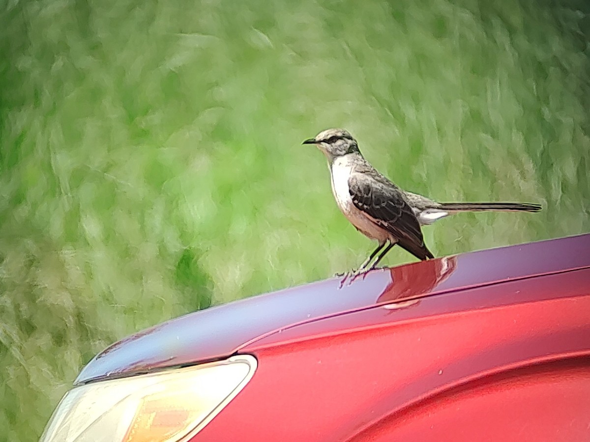 Northern Mockingbird - Nicholas Walton