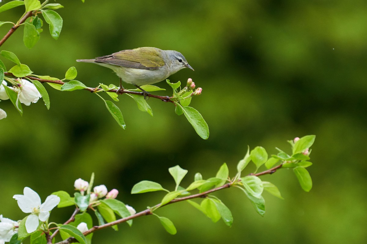 Tennessee Warbler - Dominique Genna