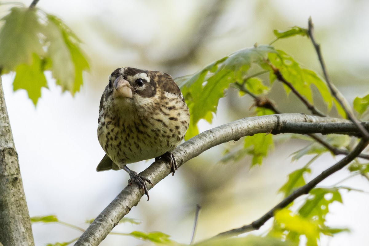 Rose-breasted Grosbeak - Kees de Mooy