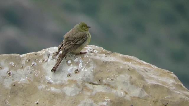 Cinereous Bunting - ML619571798