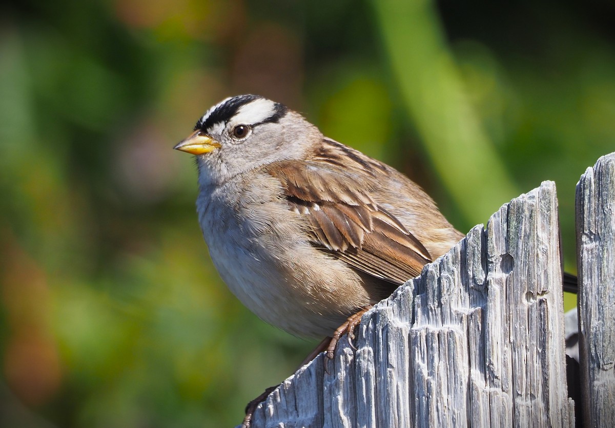 White-crowned Sparrow - Dick Cartwright