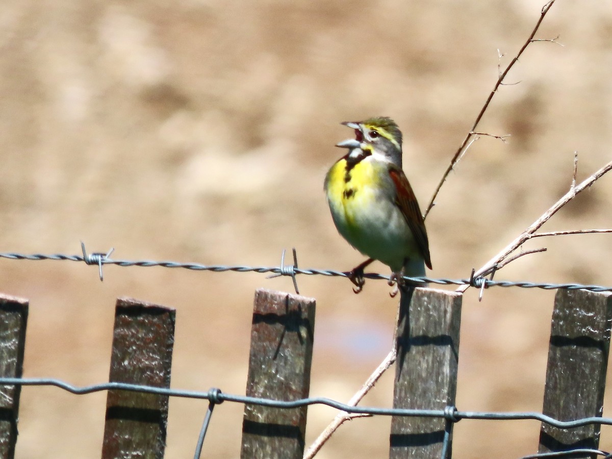 Dickcissel - Dave&Kerry Sehloff