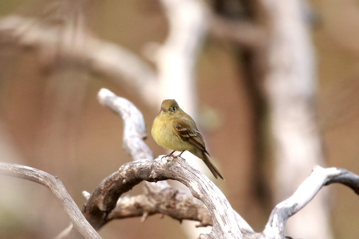 Western Flycatcher (Cordilleran) - Jesse Pline