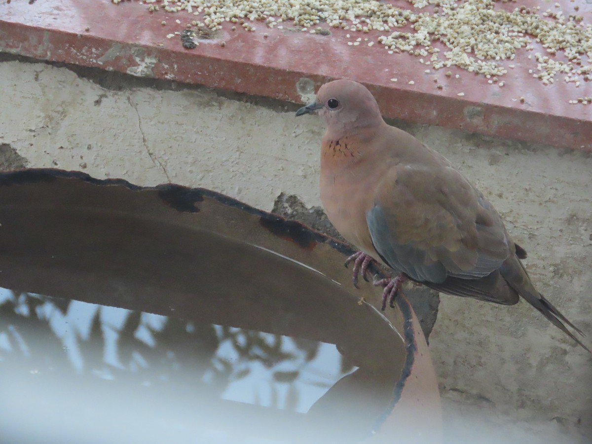 Laughing Dove - Gargi Dalawat