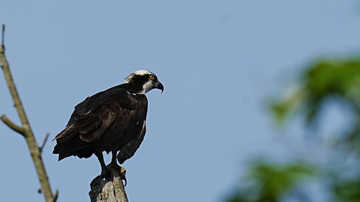 Balbuzard pêcheur - ML619571817