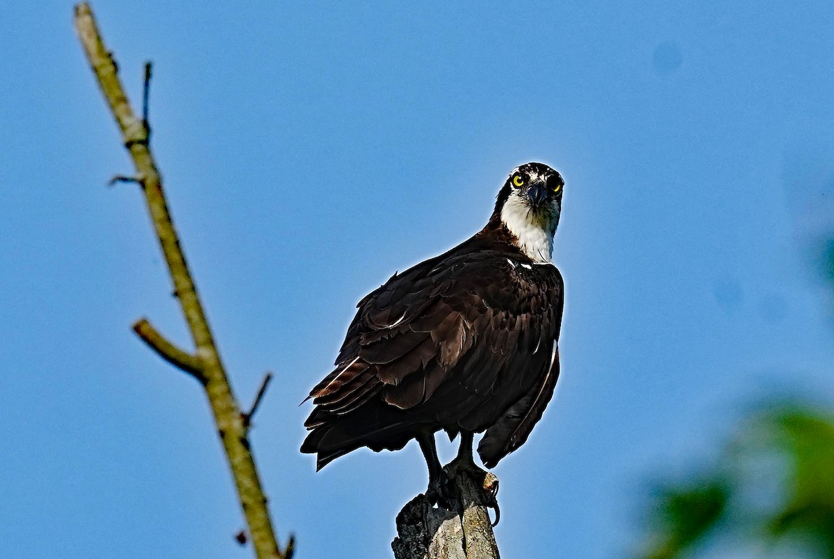 Osprey - leonard blass