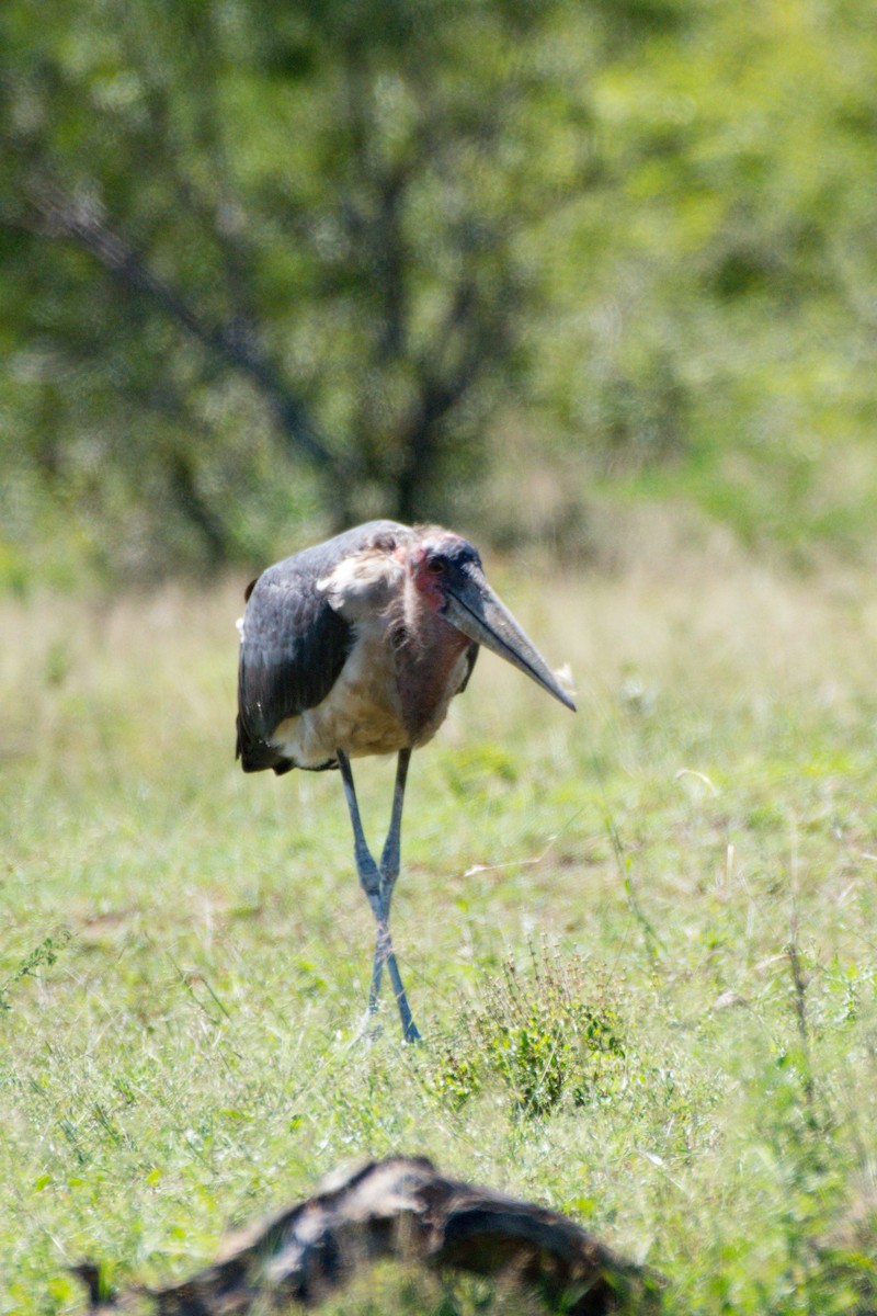 Marabou Stork - ML619571820