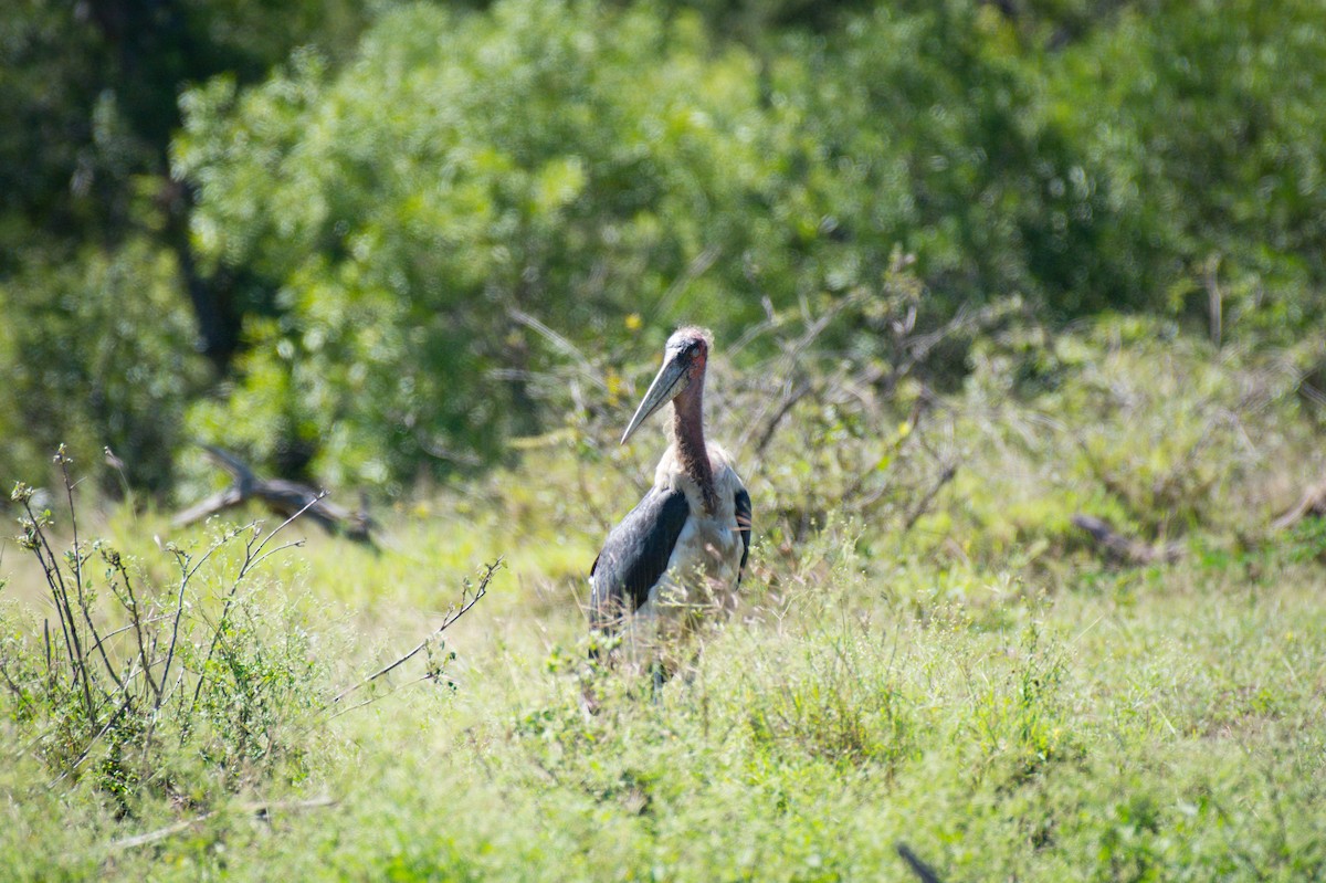 Marabou Stork - Nico Visser