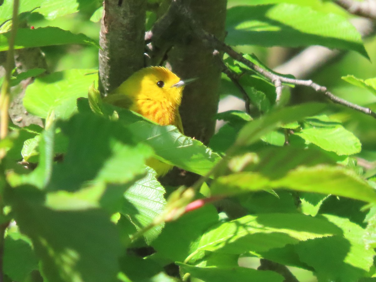 Yellow Warbler - Dave&Kerry Sehloff