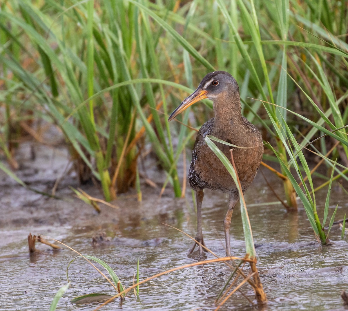 Clapper Rail - William Price