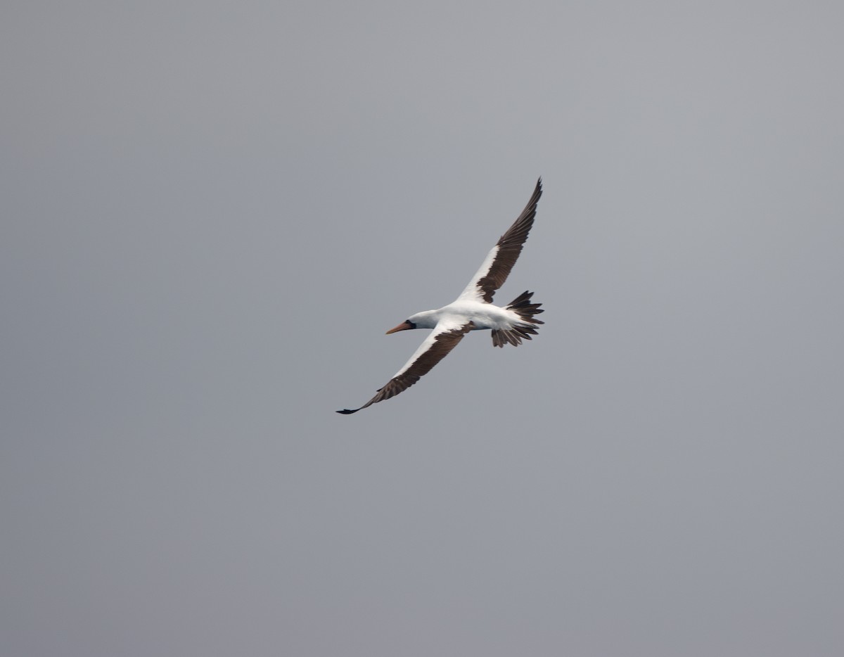 Nazca Booby - ML619571831