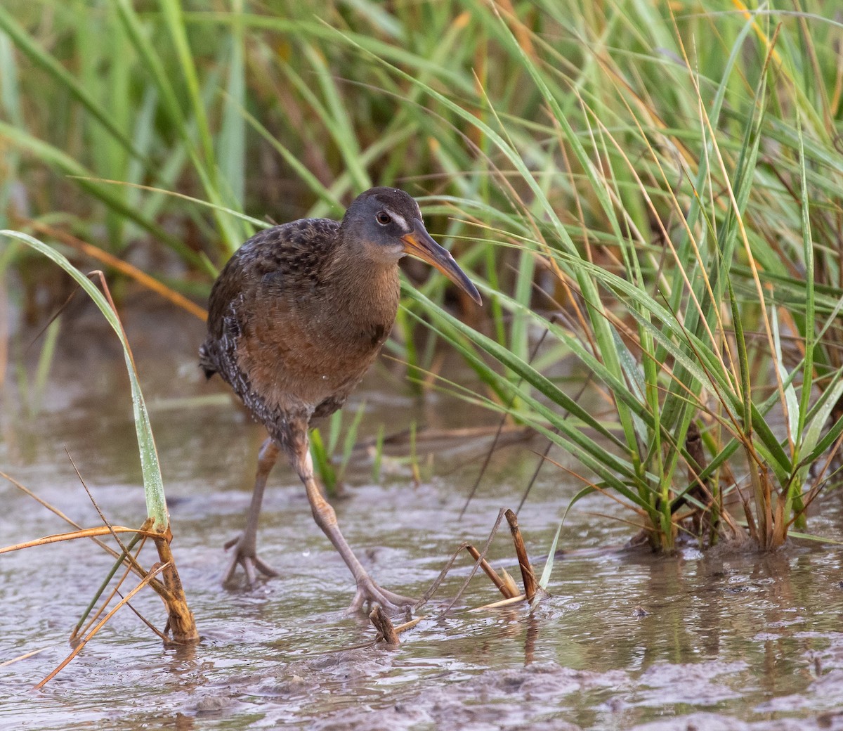 Clapper Rail - William Price