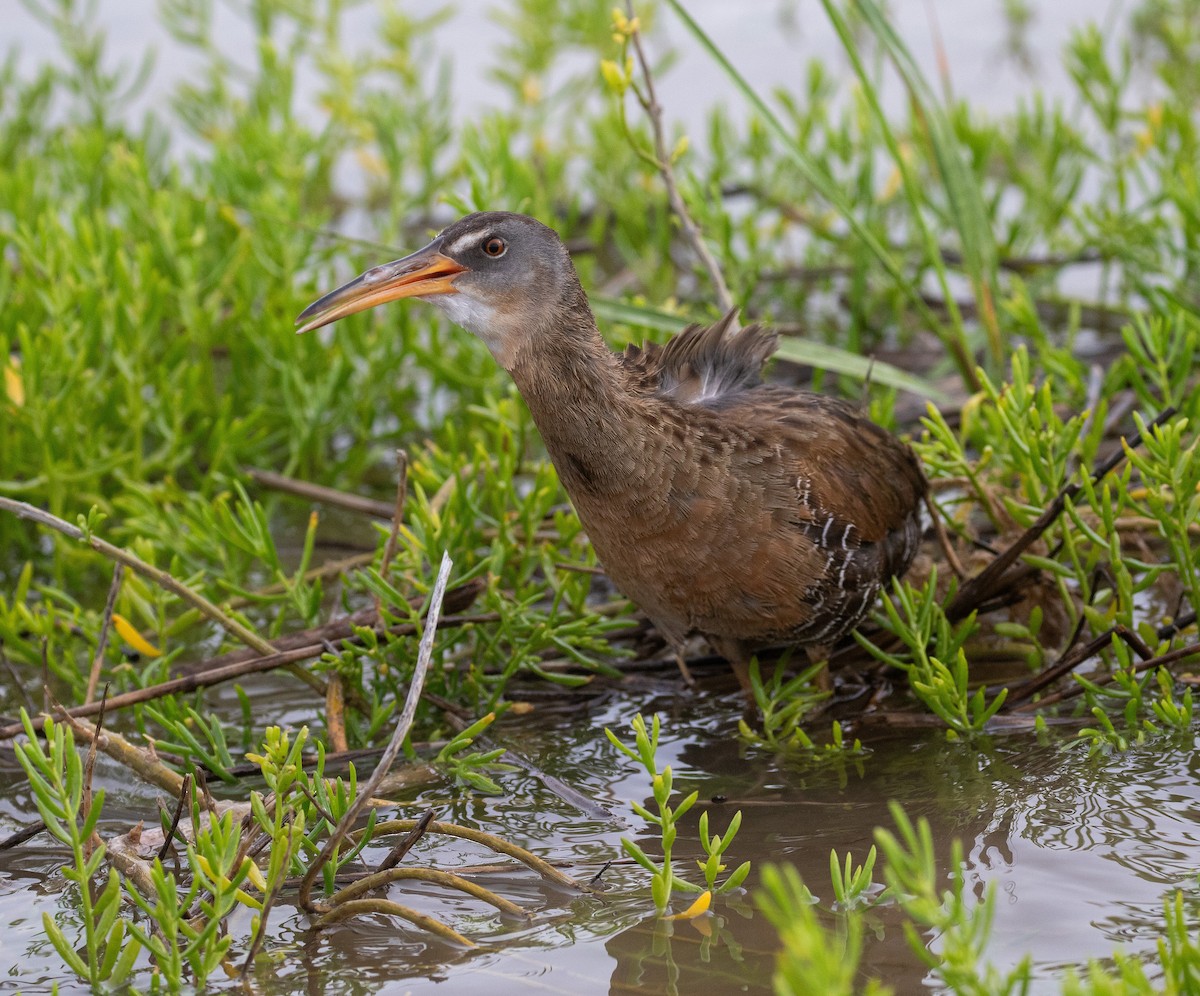 Clapper Rail - ML619571839