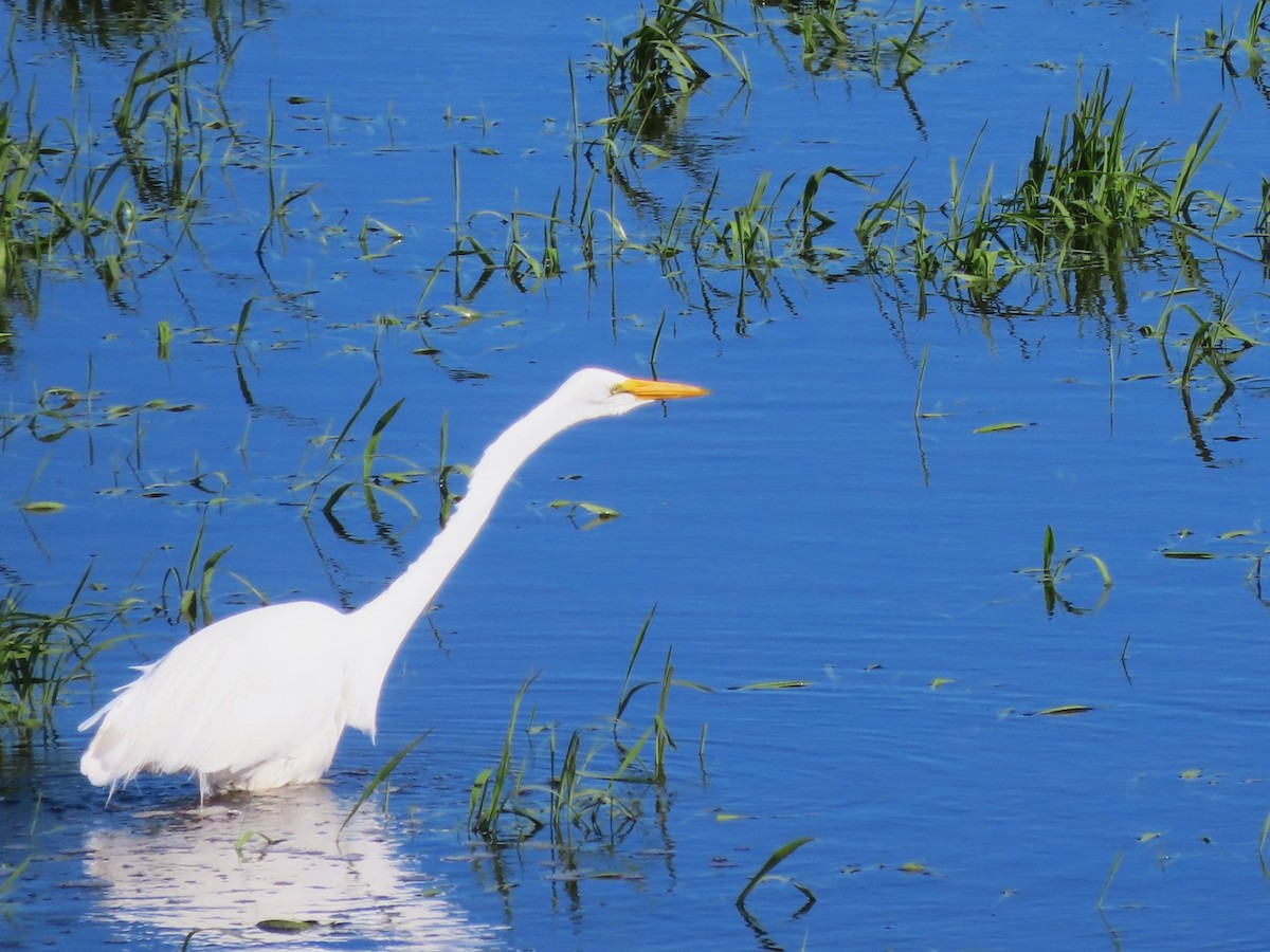 Great Egret - Dave&Kerry Sehloff