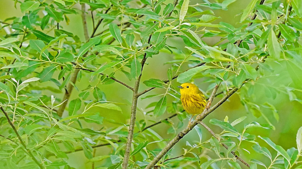 Yellow Warbler - leonard blass