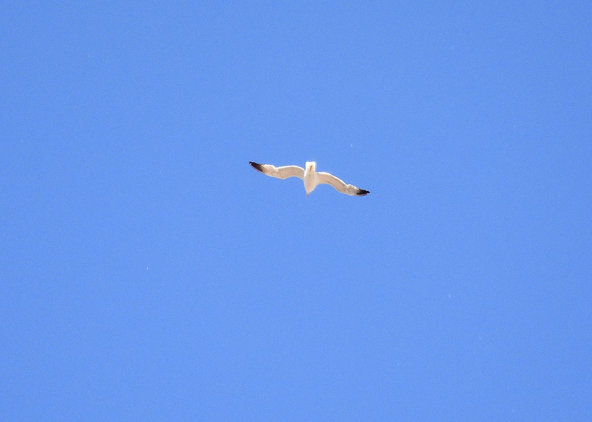 Yellow-legged Gull - Alfonso Rodrigo