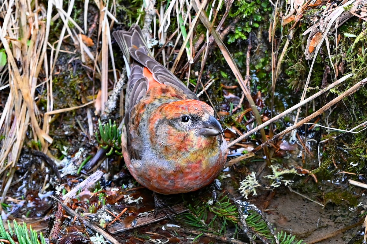 Red Crossbill - Anonymous