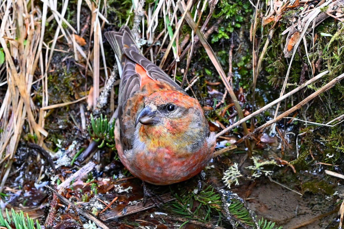 Red Crossbill - ML619571850